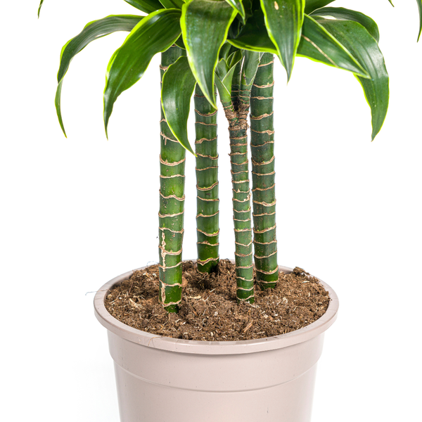 Dracaena Deremensis "Dorado" - ⭥180cm