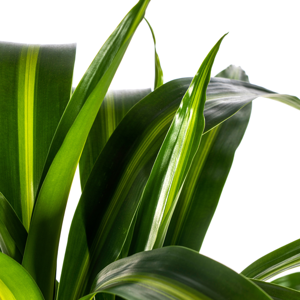 Dracaena Deremensis "Hawaiian Sunshine" - ⭥100cm