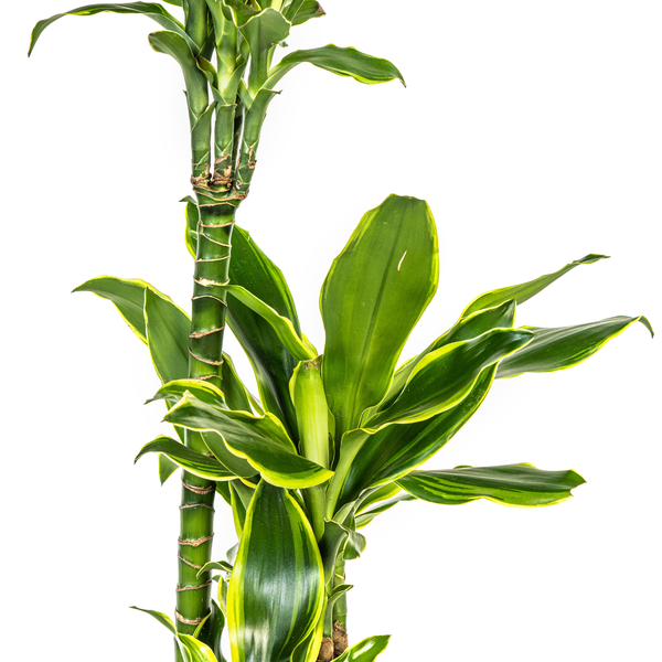 Dracaena Fragrans "Golden Coast" - ⭥100cm