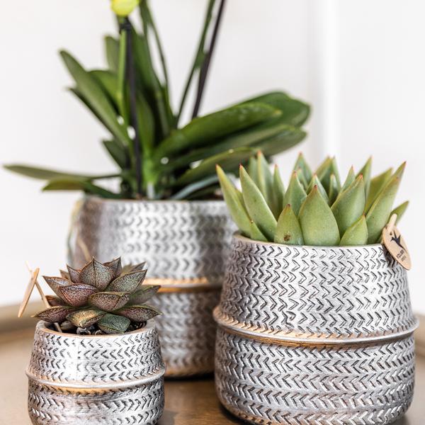 Sukkulente (⭥15cm) & Orchidee (⭥35cm) mit silbernen Keramik Ziertöpfen