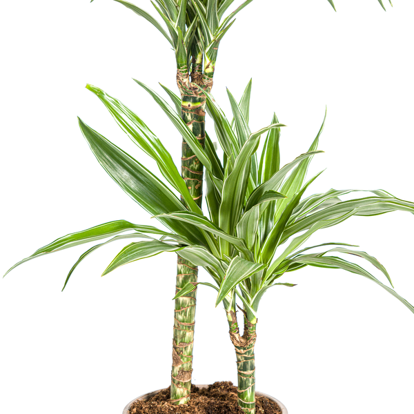 Dracaena Deremensis "White Stripe" - ⭥80cm