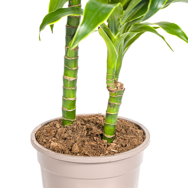 Dracaena Deremensis "Dorado" - ⭥80cm