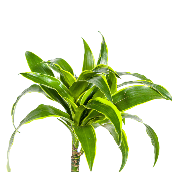 Dracaena Deremensis "Dorado" - ⭥80cm