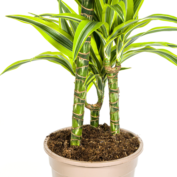 Dracaena Deremensis "Lemon Lime" - ⭥100cm