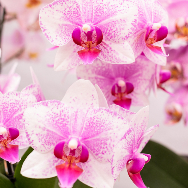 Phalaenopsis Orchidee - rosa Schmetterlingsorchidee Mineral Rotterdam - ⭥35cm