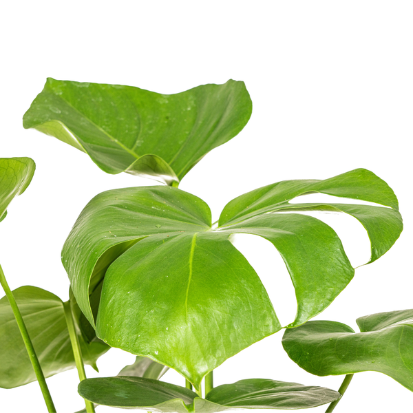 Monstera Deliciosa Tauerii - "Kompaktes Fensterblatt" - ⭥60cm