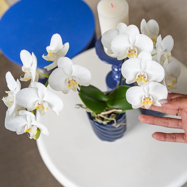 Weiße Orchidee "Amabilis" - ⭥35cm