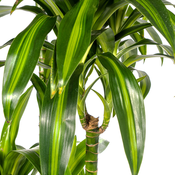 Dracaena Deremensis "Hawaiian Sunshine" - ⭥180cm