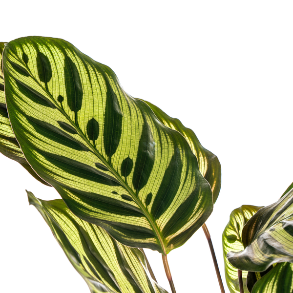 Calathea Makoyana - ⭥45cm