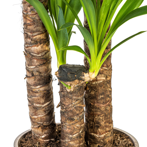 Yucca Elephantipes - "Palmlilie" - ⭥130cm