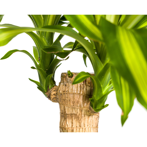 Dracaena Fragrans Massangeana - Drachenbaum - ⭥100cm