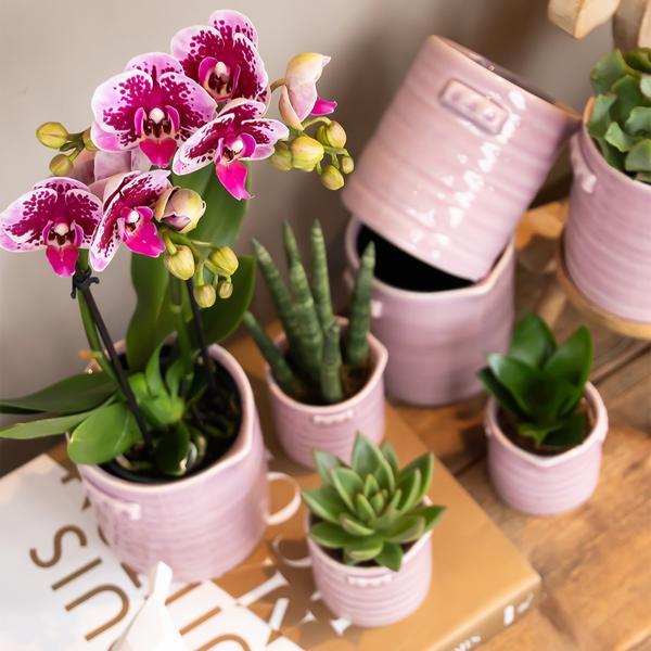 Rosa/Lila Orchidee "El Salvador" - ⭥35cm