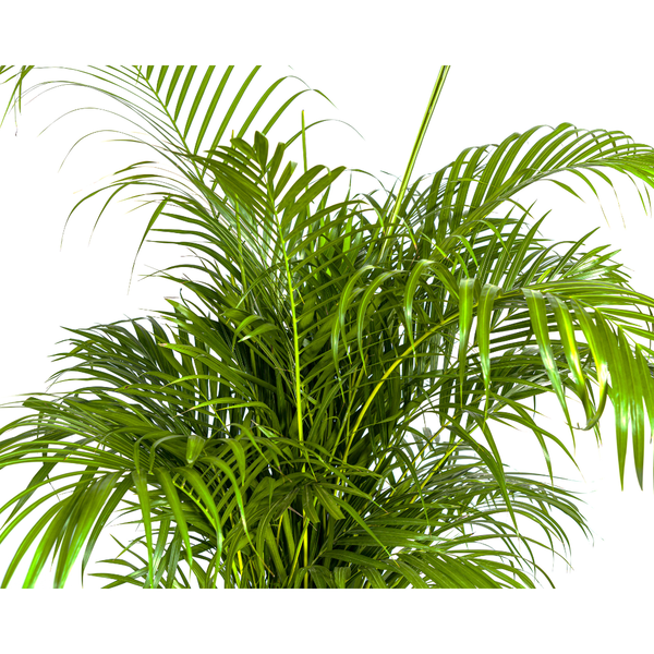 Dypsis Lutescens - "Goldfruchtpalme" - ⭥160cm