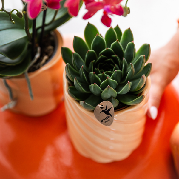 Sukkulente Echeveria "Miranda" - ⭥20cm