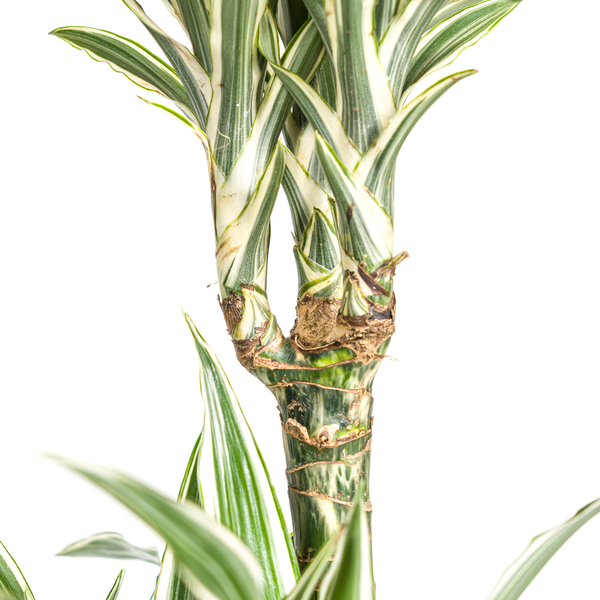 Dracaena Deremensis "White Stripe" - ⭥140cm