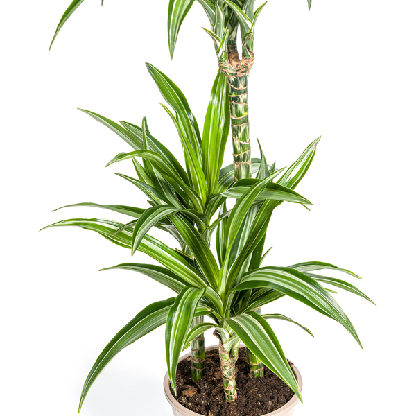 Dracaena Deremensis "White Stripe" - ⭥100cm