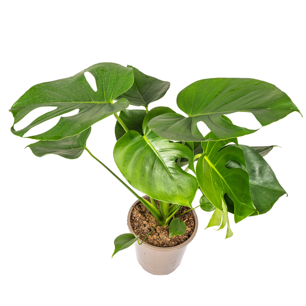 Monstera Deliciosa Tauerii - "Kompaktes Fensterblatt" - ⭥70cm