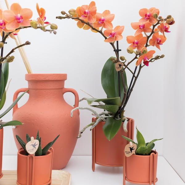 Orangene Orchidee "Bolzano" - ⭥35cm