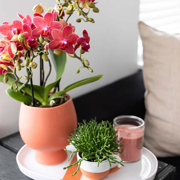 Rote Orchidee "Kongo" - ⭥35cm