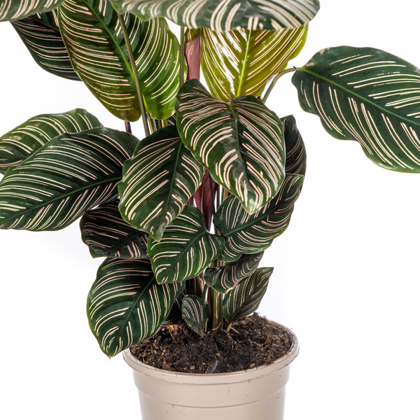Calathea Sanderiana - ⭥45cm