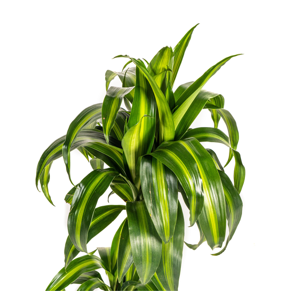 Dracaena Deremensis "Hawaiian Sunshine" - ⭥80cm