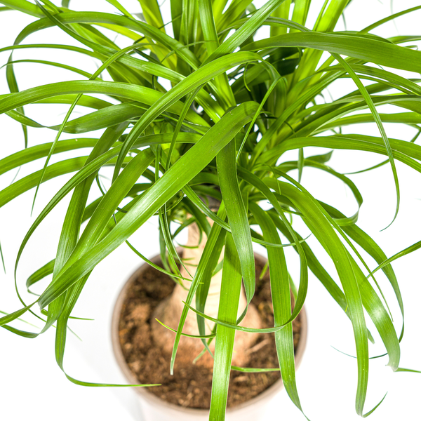 Beaucarnea Recurvata - "Elefantenfuß" - ⭥50cm