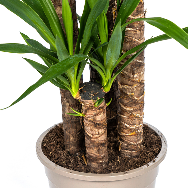 Yucca Elephantipes - "Palmlilie" - ⭥160cm
