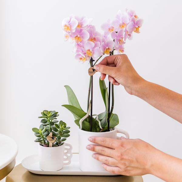 Überraschungsbox - 4 mehrfarbige Orchideen