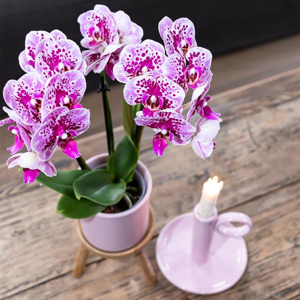 2x Rosa/Lila Orchidee "El Salvador" - ⭥35cm