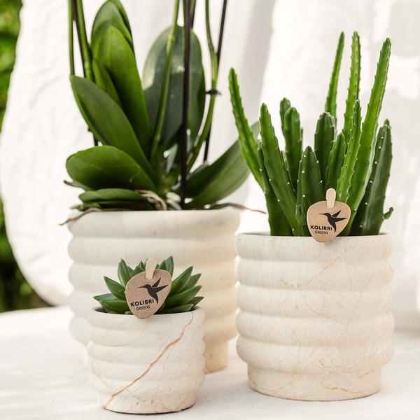 Sukkulente & Orchidee mit weißen Keramik Ziertöpfen und Tablett