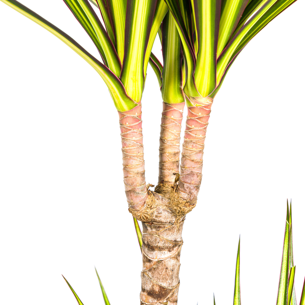 Dracaena Marginata "Sunray" - ⭥90cm
