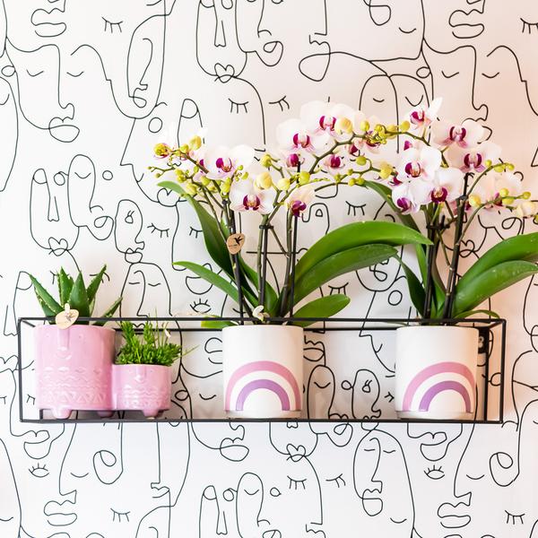 Weiße Orchidee "Gibraltar" - ⭥35cm