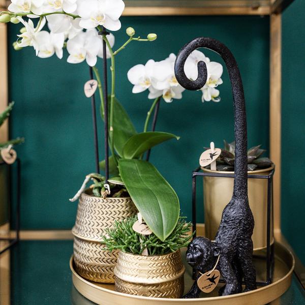 Sukkulente (⭥15cm) & Orchidee (⭥35cm) mit goldenen Keramik Ziertöpfen