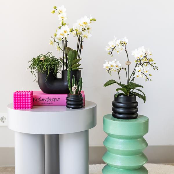 Schmetterlingsorchidee "Lausanne" - ⭥35cm - mit Ziertopf Bubble in Schwarz
