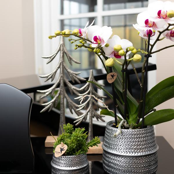 Weiße Orchidee "Gibraltar" - ⭥35cm