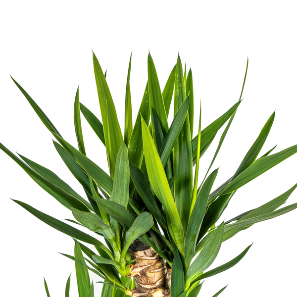 Glückskastanie (⭥100cm) & Palmlilie (⭥130cm) - Tierfreundlich