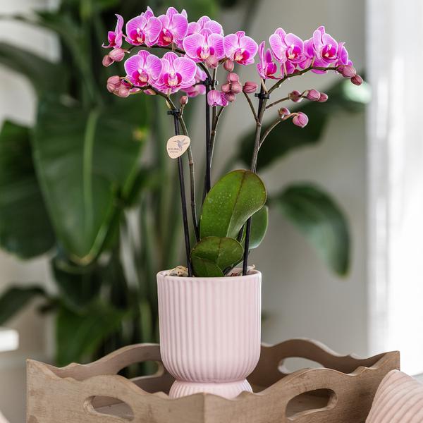 Keramik Pflanztopf Diabolo - Rosa - Ø9cm