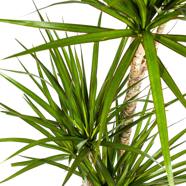 Dracaena Marginata "Green" - ⭥120cm