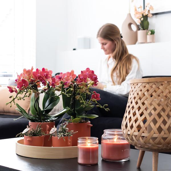 2x Rote Orchidee "Kongo" - ⭥35cm