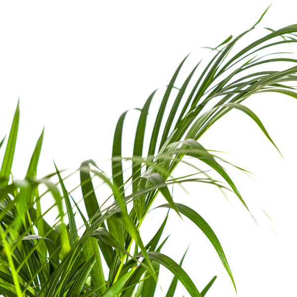 Dypsis Lutescens - "Goldfruchtpalme" - ⭥110cm