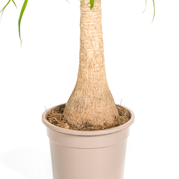 Beaucarnea Recurvata - "Elefantenfuß" - ⭥70cm