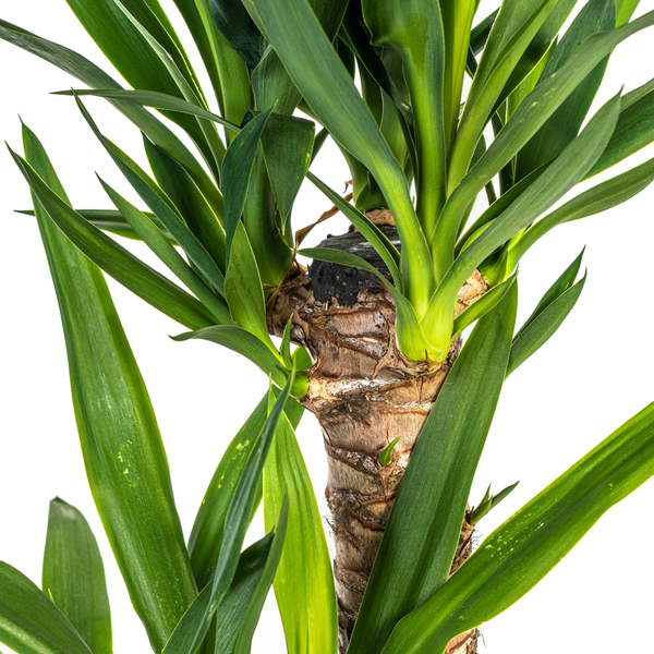 Yucca Elephantipes - "Palmlilie" - ⭥80cm