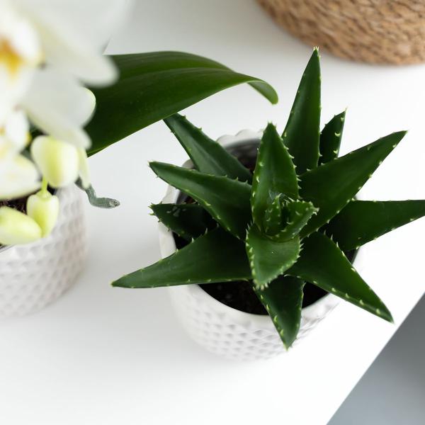Sukkulente Aloe Brevifolia - "Kurzblättrige Aloe" - ⭥15cm