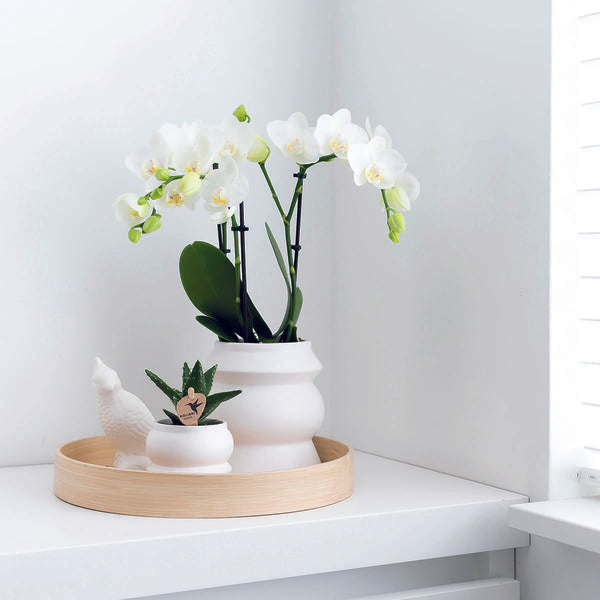 2x Weiße Orchidee "Amabilis" - ⭥35cm