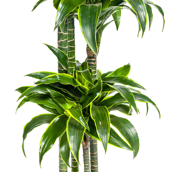 Dracaena Deremensis "Dorado" - ⭥180cm