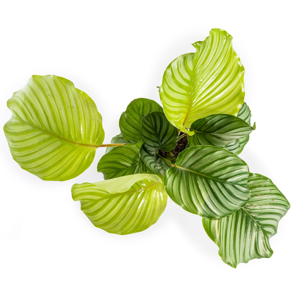 Calathea Orbifolia - ⭥45cm