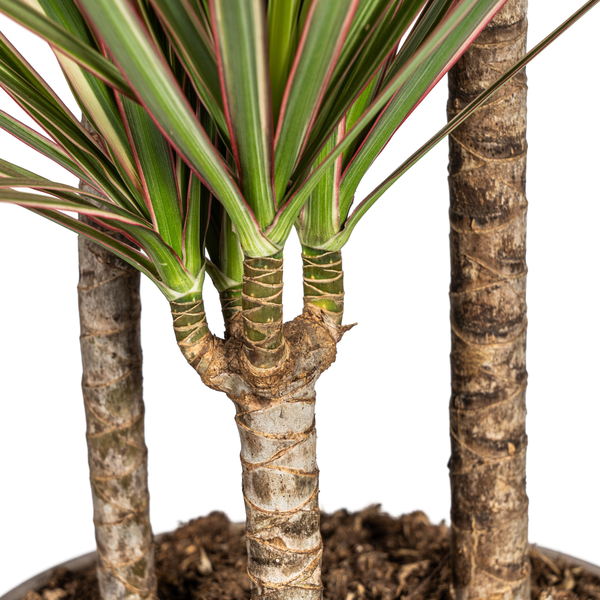Dracaena Marginata "Bicolor" - ⭥120cm