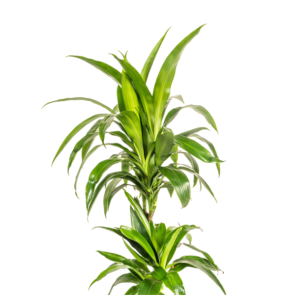 Dracaena Deremensis "Lisa" - ⭥80cm