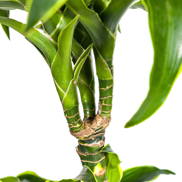 Dracaena Deremensis "Dorado" - ⭥130cm
