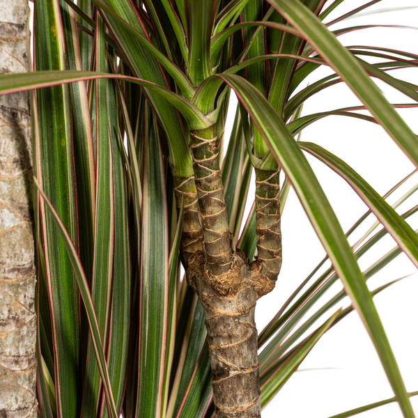 Dracaena Marginata "Bicolor" - ⭥120cm